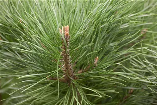 Zwerg-Silberkiefer - Pinus sylvestris 'Watereri' - Bonsai