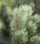 Zwerg-Silberkiefer - Pinus sylvestris 'Watereri' - Bonsai