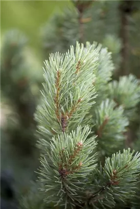 Zwerg-Silberkiefer - Pinus sylvestris 'Watereri' - Bonsai