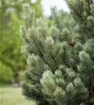 Zwerg-Silberkiefer - Pinus sylvestris 'Watereri' - Bonsai