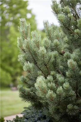 Zwerg-Silberkiefer - Pinus sylvestris 'Watereri' - Bonsai