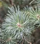 Zwerg-Silberkiefer - Pinus sylvestris 'Watereri' - Bonsai