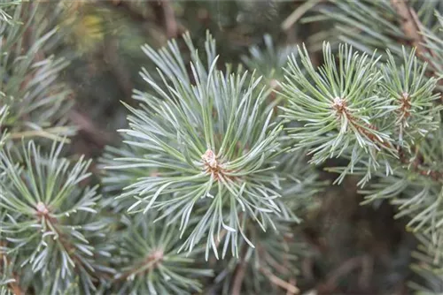 Zwerg-Silberkiefer - Pinus sylvestris 'Watereri' - Bonsai