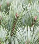 Zwerg-Silberkiefer - Pinus sylvestris 'Watereri' - Bonsai