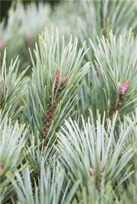 Zwerg-Silberkiefer - Pinus sylvestris 'Watereri' - Bonsai