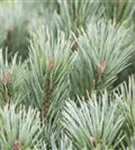 Zwerg-Silberkiefer - Pinus sylvestris 'Watereri' - Bonsai