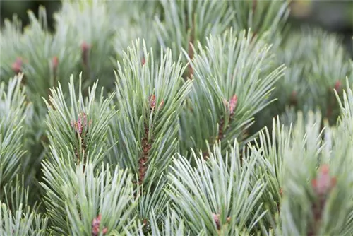 Zwerg-Silberkiefer - Pinus sylvestris 'Watereri' - Bonsai