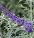 Sommerflieder 'Nanho Blue' - Buddleja 'Nanho Blue'