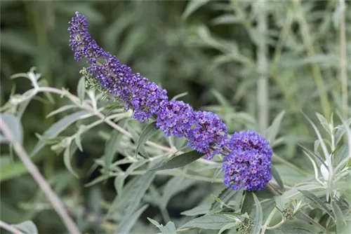 Sommerflieder 'Nanho Blue' - Buddleja 'Nanho Blue'