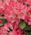 Yaku-Rhododendron 'Sneezy' - Rhododendron yak.'Sneezy' I