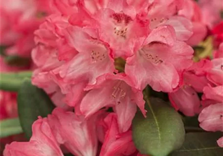 Rhododendron yak.'Sneezy' I - Yaku-Rhododendron 'Sneezy'