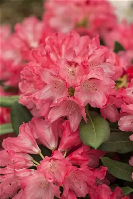 Yaku-Rhododendron 'Sneezy' - Rhododendron yak.'Sneezy' I