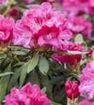 Yaku-Rhododendron 'Sneezy' - Rhododendron yak.'Sneezy' I