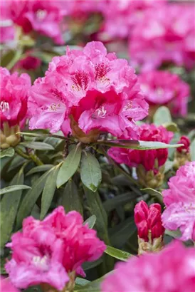 Yaku-Rhododendron 'Sneezy' - Rhododendron yak.'Sneezy' I