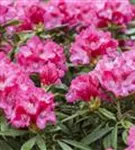 Yaku-Rhododendron 'Sneezy' - Rhododendron yak.'Sneezy' I