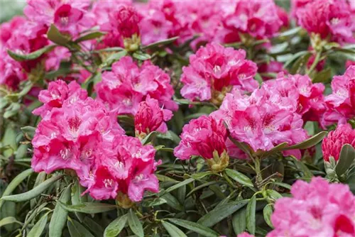 Yaku-Rhododendron 'Sneezy' - Rhododendron yak.'Sneezy' I