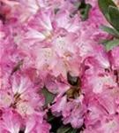 Yaku-Rhododendron 'Sneezy' - Rhododendron yak.'Sneezy' I