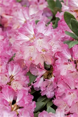 Yaku-Rhododendron 'Sneezy' - Rhododendron yak.'Sneezy' I