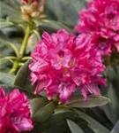 Yaku-Rhododendron 'Sneezy' - Rhododendron yak.'Sneezy' I