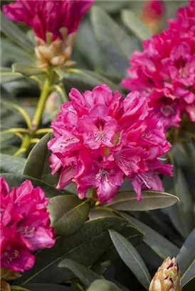 Yaku-Rhododendron 'Sneezy' - Rhododendron yak.'Sneezy' I