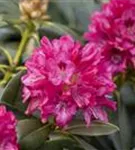 Yaku-Rhododendron 'Sneezy' - Rhododendron yak.'Sneezy' I