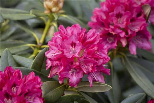 Yaku-Rhododendron 'Sneezy' - Rhododendron yak.'Sneezy' I