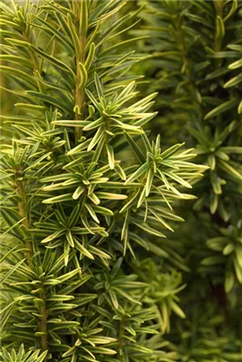 Gold-Säuleneibe - Taxus baccata 'Fastigiata Aurea'