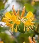 Gold-Geißschlinge - Lonicera tellmanniana