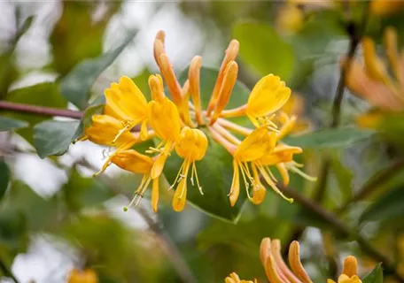 Lonicera tellmanniana - Gold-Geißschlinge