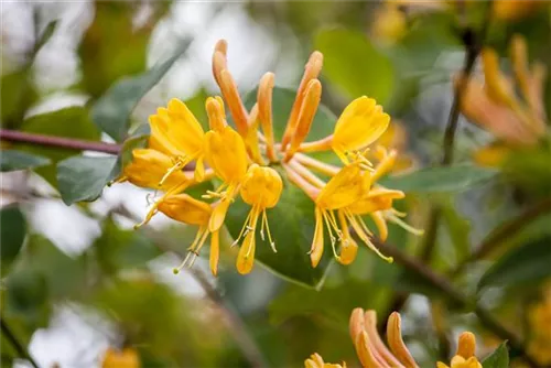 Gold-Geißschlinge - Lonicera tellmanniana