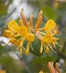 Gold-Geißschlinge - Lonicera tellmanniana