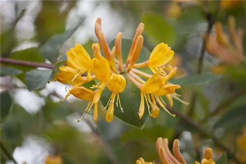 Gold-Geißschlinge - Lonicera tellmanniana