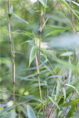 Muriels Schirmbambus - Fargesia murieliae