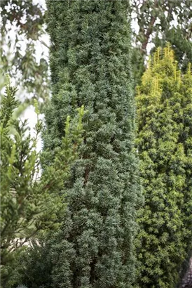 Schmale Säuleneibe - Taxus baccata 'Fastigiata Robusta'