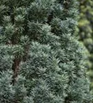 Schmale Säuleneibe - Taxus baccata 'Fastigiata Robusta'