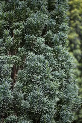 Schmale Säuleneibe - Taxus baccata 'Fastigiata Robusta'