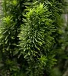 Schmale Säuleneibe - Taxus baccata 'Fastigiata Robusta'