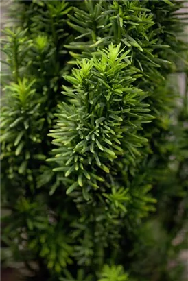 Schmale Säuleneibe - Taxus baccata 'Fastigiata Robusta'