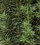 Schmale Säuleneibe - Taxus baccata 'Fastigiata Robusta'