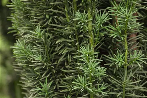 Schmale Säuleneibe - Taxus baccata 'Fastigiata Robusta'