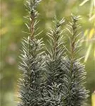 Schmale Säuleneibe - Taxus baccata 'Fastigiata Robusta'