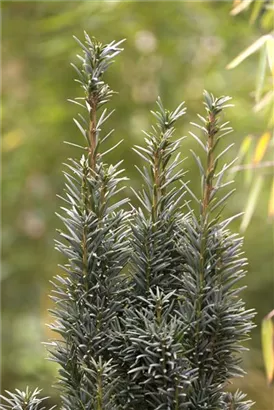 Schmale Säuleneibe - Taxus baccata 'Fastigiata Robusta'