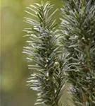 Schmale Säuleneibe - Taxus baccata 'Fastigiata Robusta'