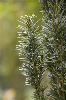 Schmale Säuleneibe - Taxus baccata 'Fastigiata Robusta'