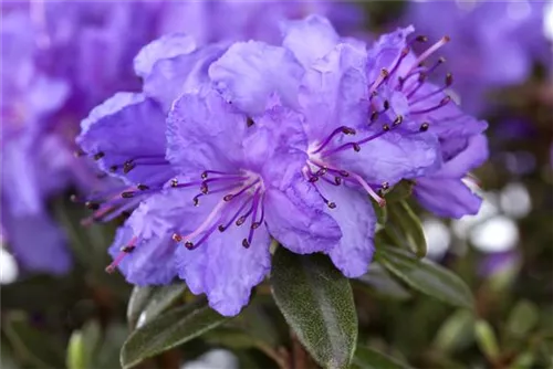 Kleinblättr.Rhododendron 'Luisella' - Rhododendron impeditum 'Luisella' I