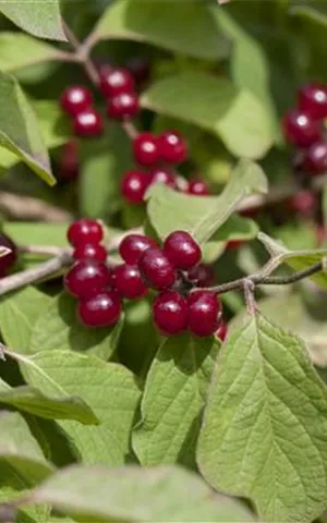 Lonicera xylosteoides 'Clavey's Dwarf'