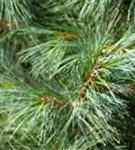 Kleine Tränenkiefer 'Densa Hill' - Pinus wallichiana 'Densa Hill'