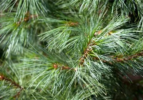 Pinus wallichiana 'Densa Hill' - Kleine Tränenkiefer 'Densa Hill'