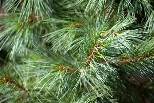 Kleine Tränenkiefer 'Densa Hill' - Pinus wallichiana 'Densa Hill'