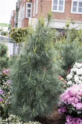 Kleine Tränenkiefer 'Densa Hill' - Pinus wallichiana 'Densa Hill'